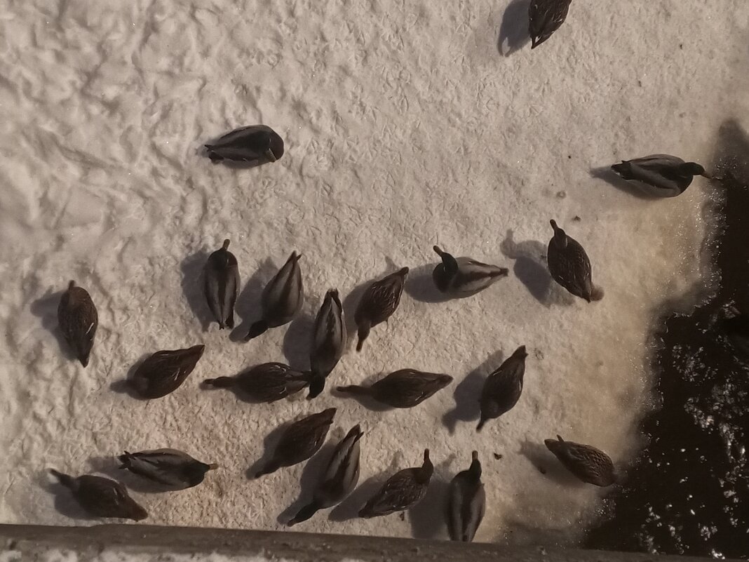 Утки - Сапсан 