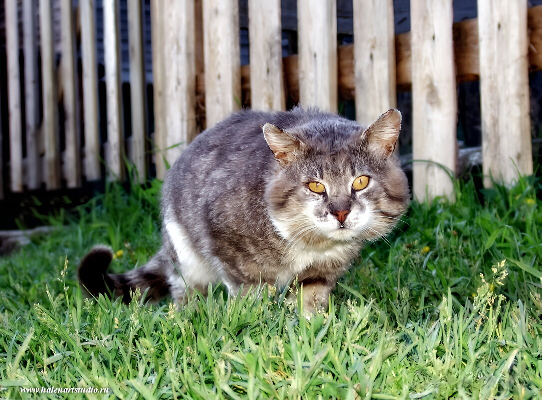 Хищник. - Игорь Корф