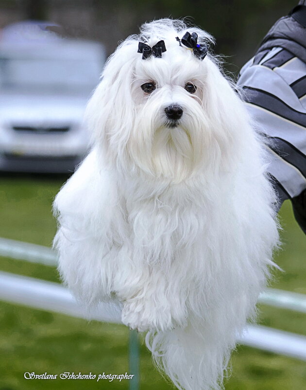 Мальтийская болонка. - Светлана Ищенко