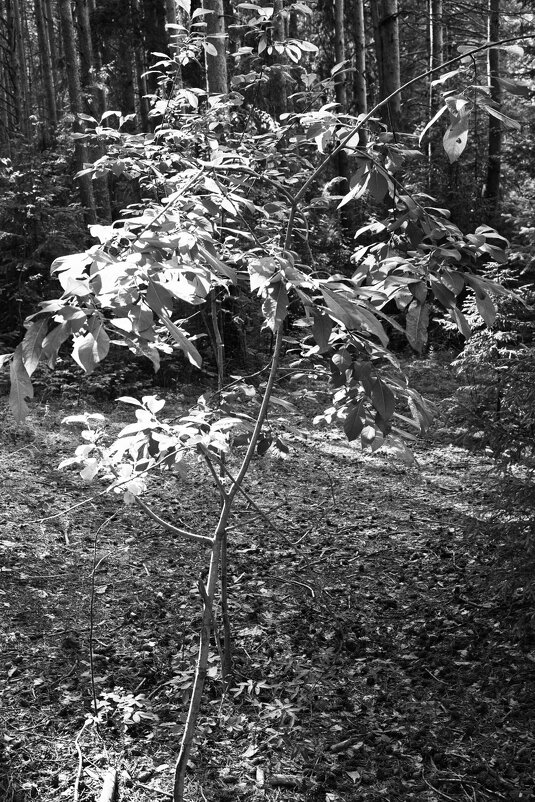 Фотография - Денис Безногов