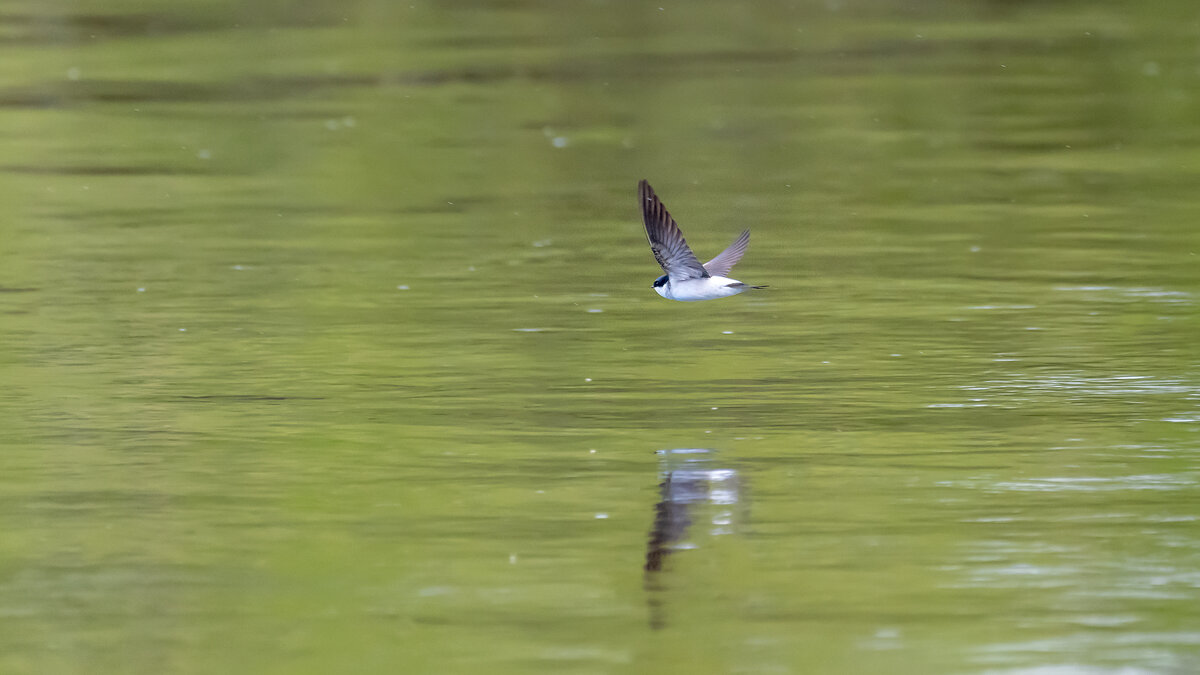 Ласточка - воронок - Владимир Лазарев Ласточка - воронок - Владимир Лазарев