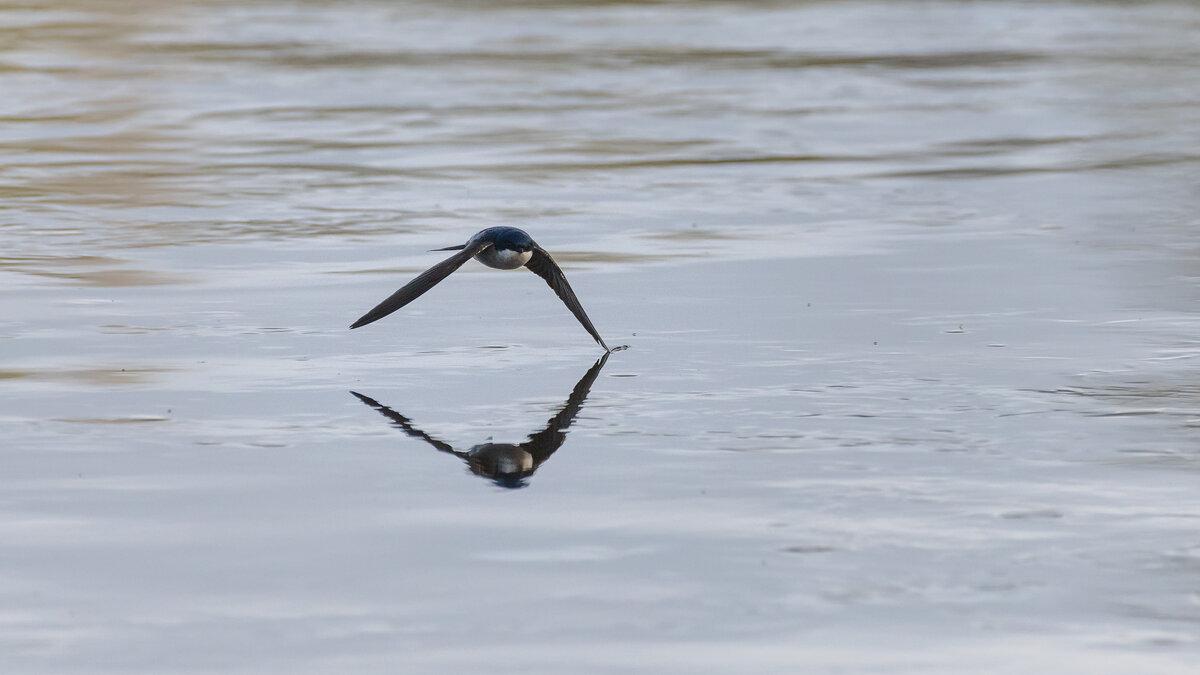 Ласточка - воронок - Владимир Лазарев Ласточка - воронок - Владимир Лазарев
