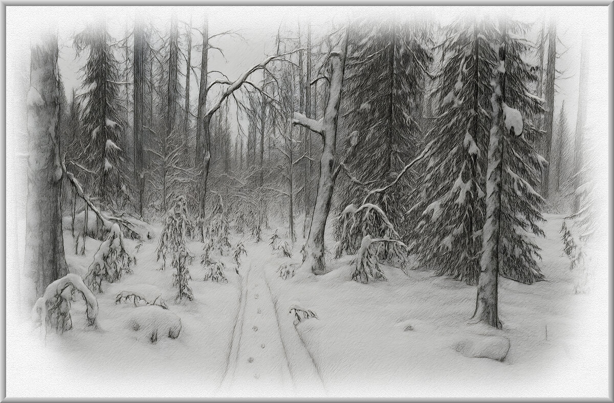 Тайга зимой. - Aleksey Afonin