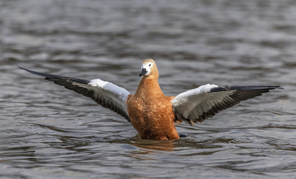 огарь в полете. - юрий макаров