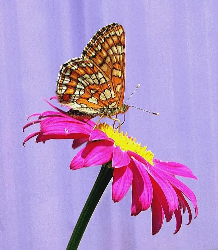 Воспоминание о лете - Галина Нестратова