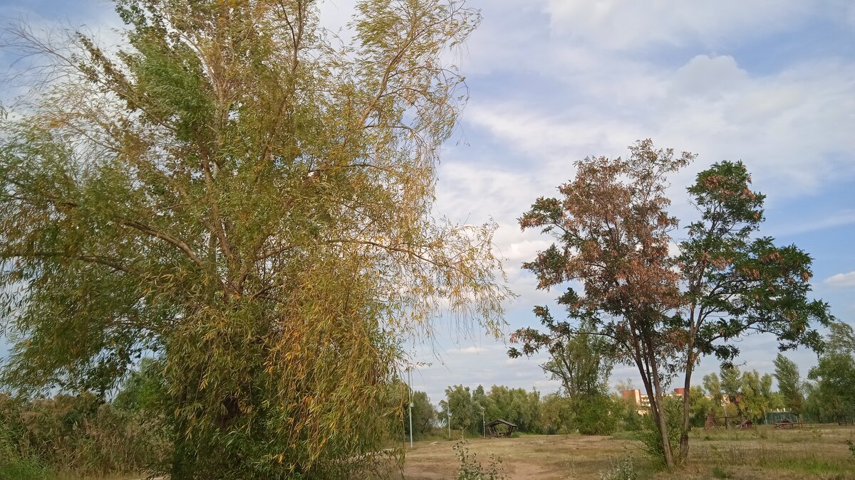 летний парк - Елена Шаламова