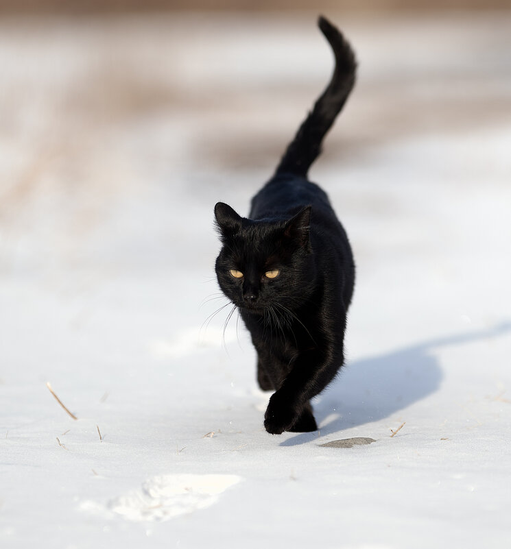 Уголёк гуляет по свежему снежку ... - Евгений Хвальчев