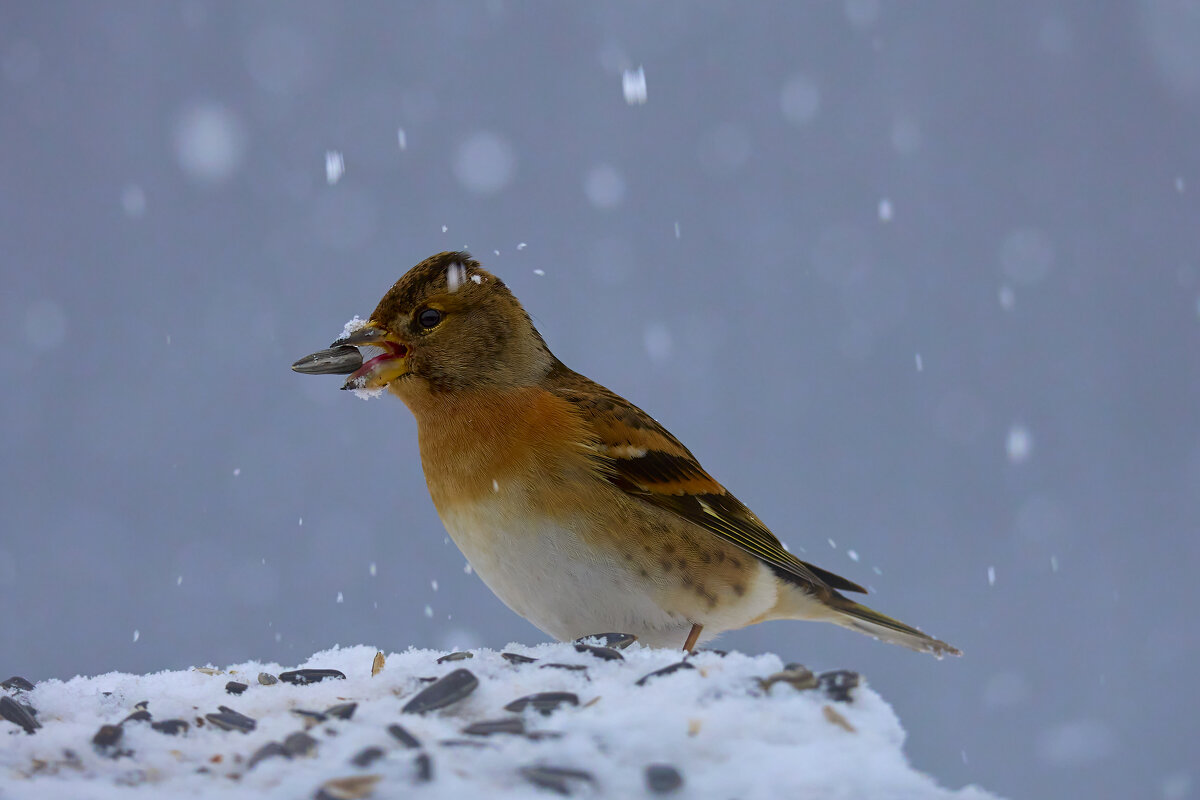 Вьюрок - Александр Посошенко