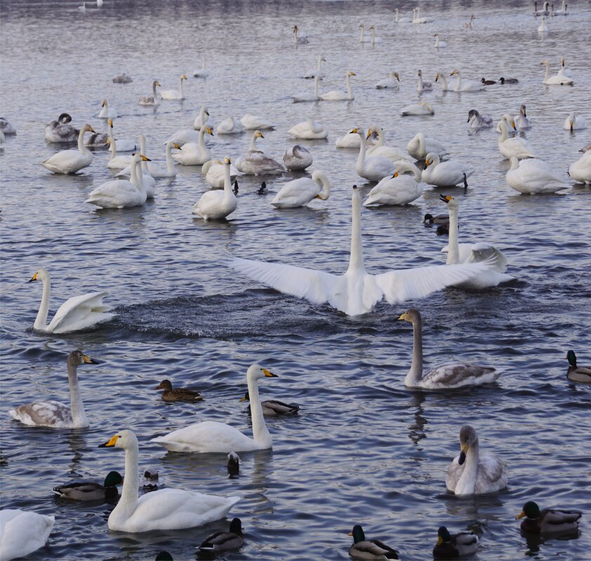 Всех раскидал - Наталия Григорьева Всех раскидал - Наталия Григорьева