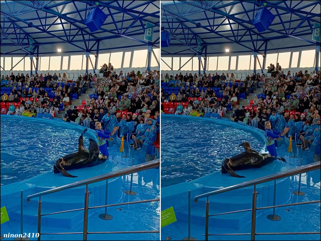 Адлер. Сочи Парк... шоу дельфинов и морских львов - Нина Бутко