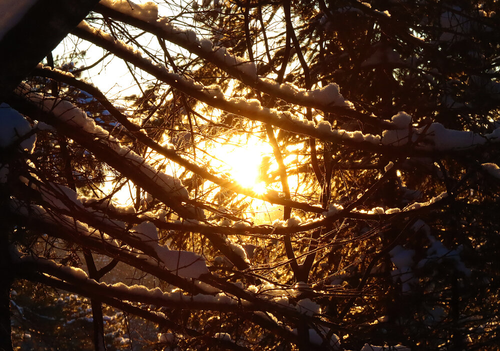 Вечернее солнце запуталось в ветвях - Галина Ильясова Вечернее солнце запуталось в ветвях - Галина Ильясова