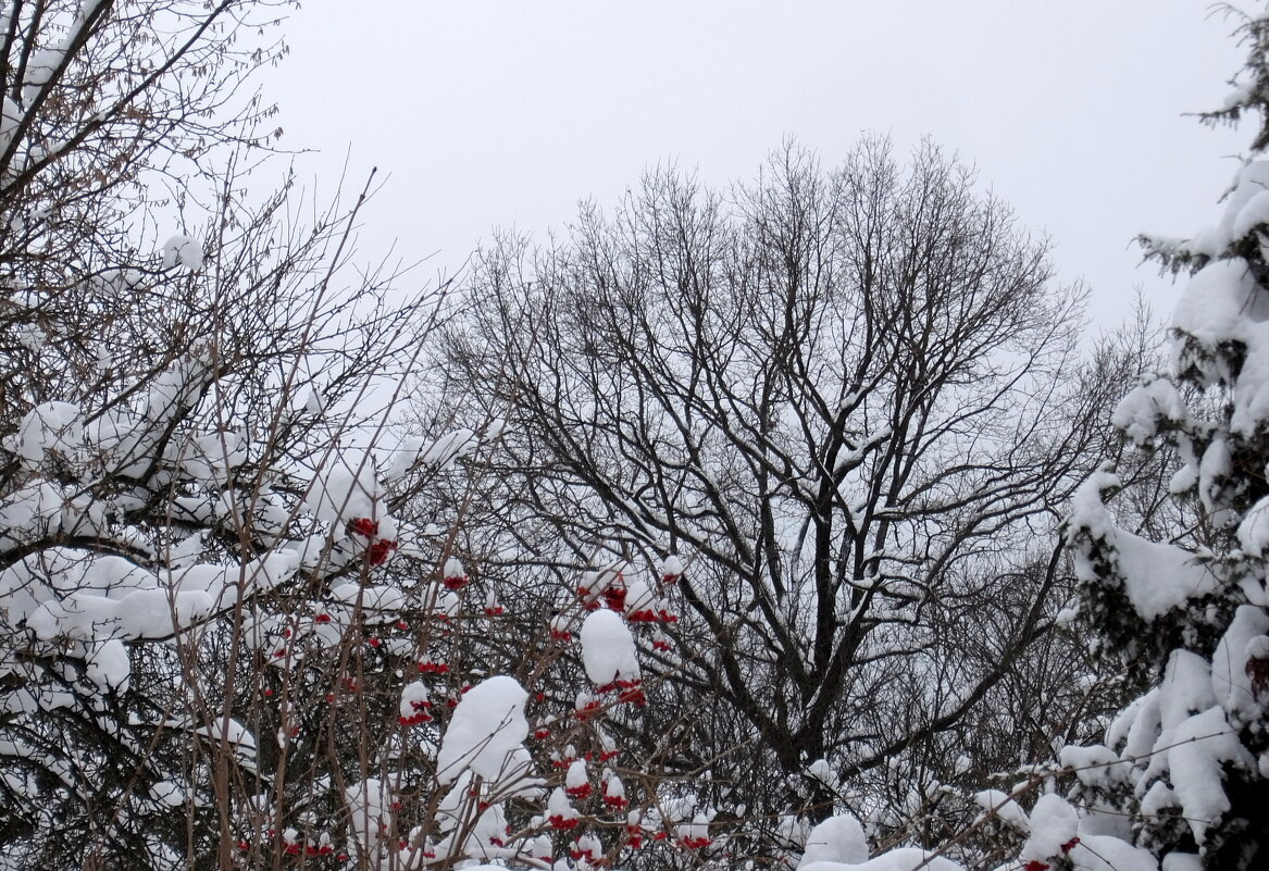 В саду горит костёр рябины красной, но никого не может он согреть. - Люба В саду горит костёр рябины красной, но никого не может он согреть. - Люба