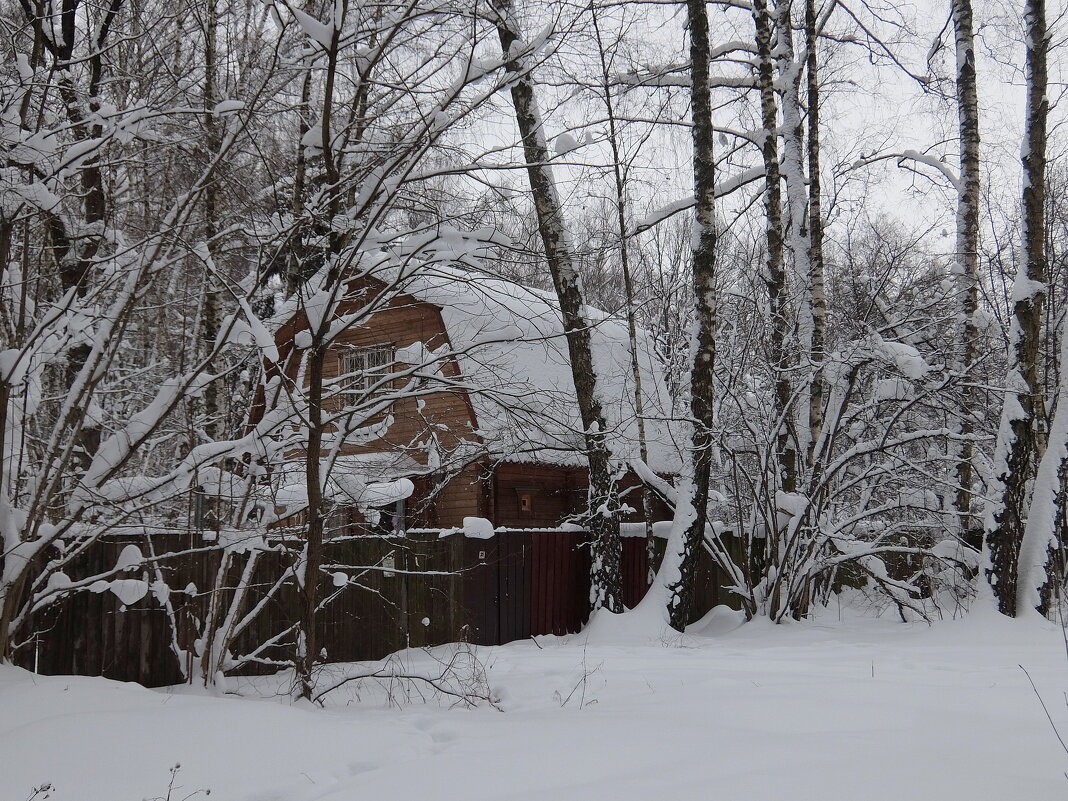 Спрятался в лесной чаще. - Люба Спрятался в лесной чаще. - Люба