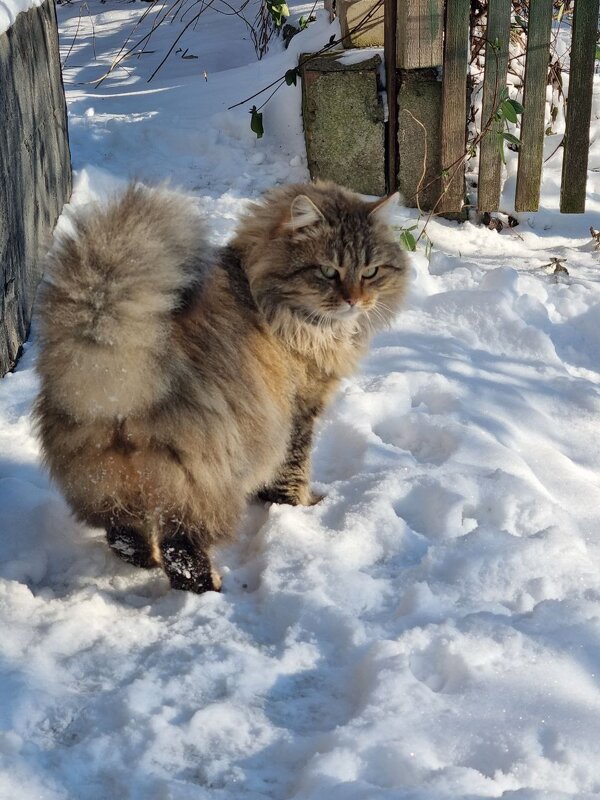 Долгие прогулки нашего кота :) - Наталья 