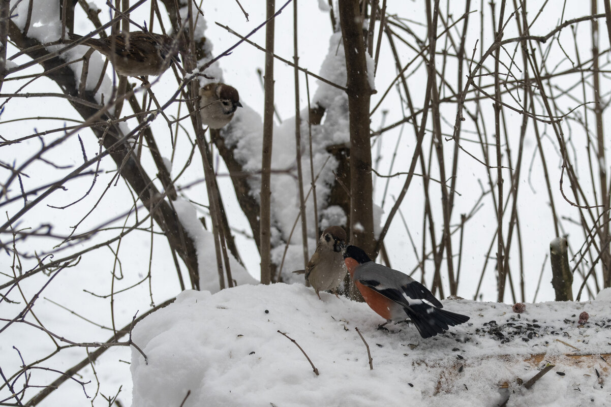 Поединок - Сергей Ц