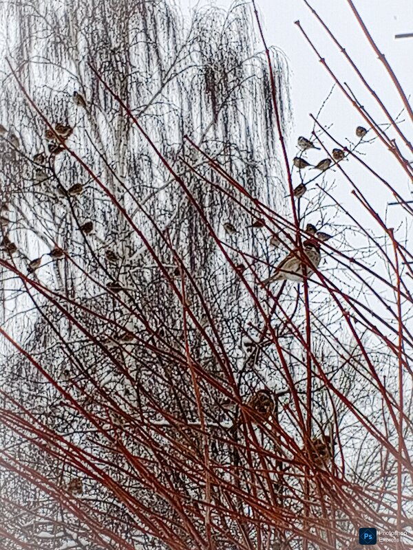 Воробушки на ветвях деревьев - Юлия Денискина
