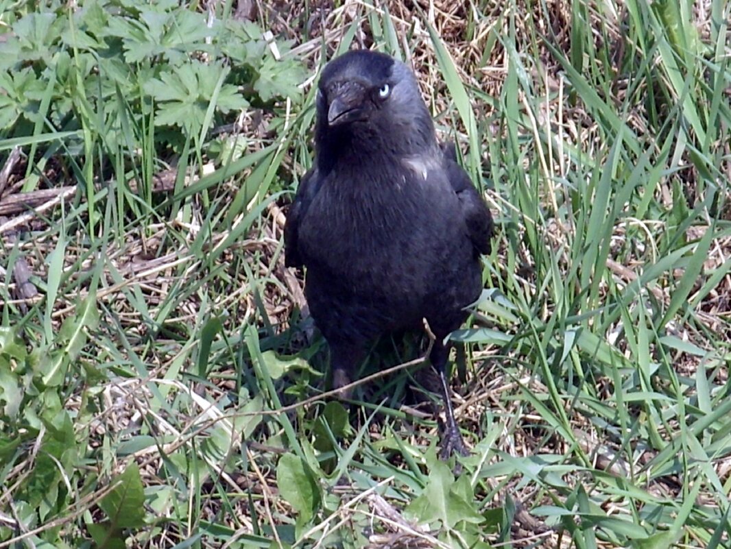 Любопытная галка. - Ирина ***