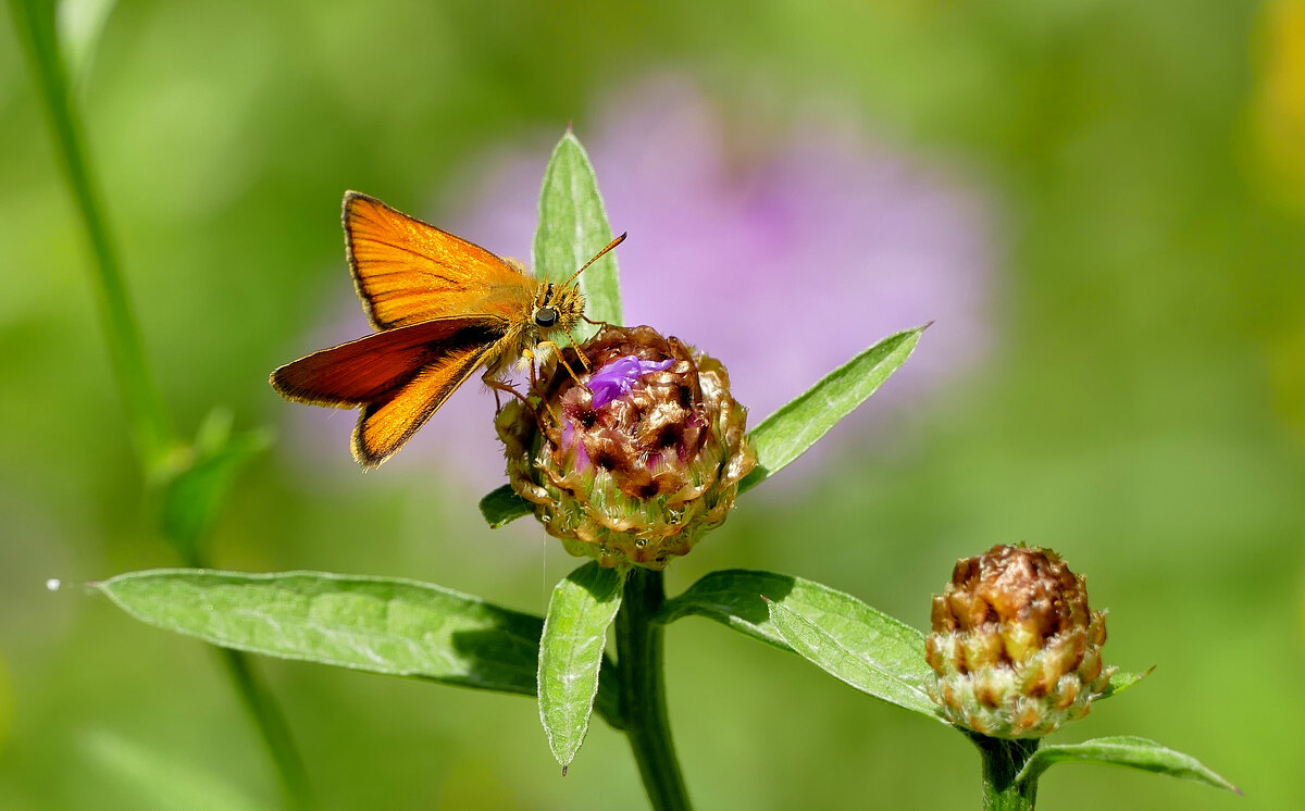 опять про бабочек...309 - Александр Прокудин опять про бабочек...309 - Александр Прокудин