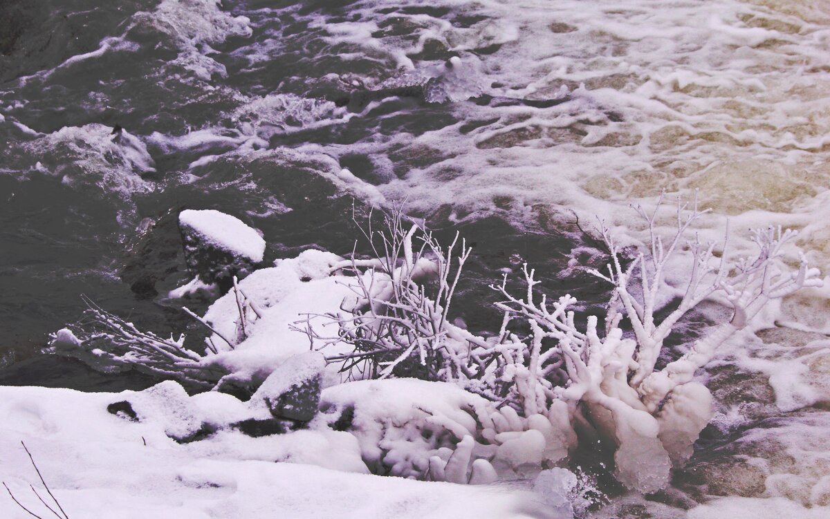 ...январские "кораллы"... - Александр Герасенков