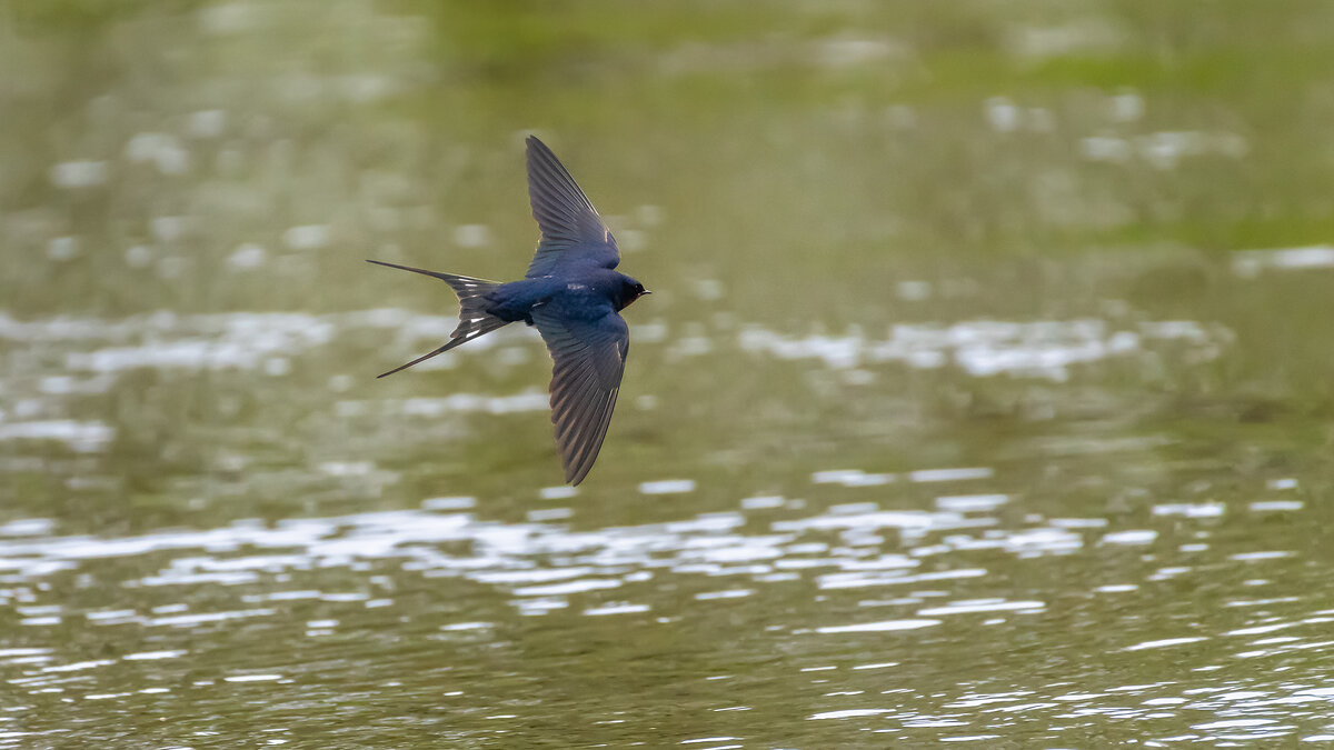 Косатка в полете - Владимир Лазарев