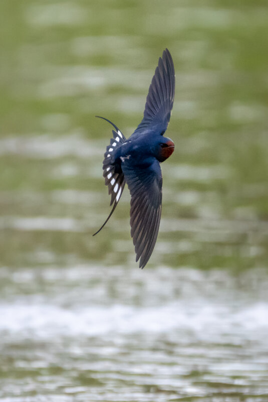 Косатка в полете - Владимир Лазарев