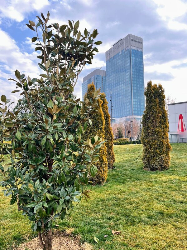 Зелёный город Ташкент - Георгиевич 