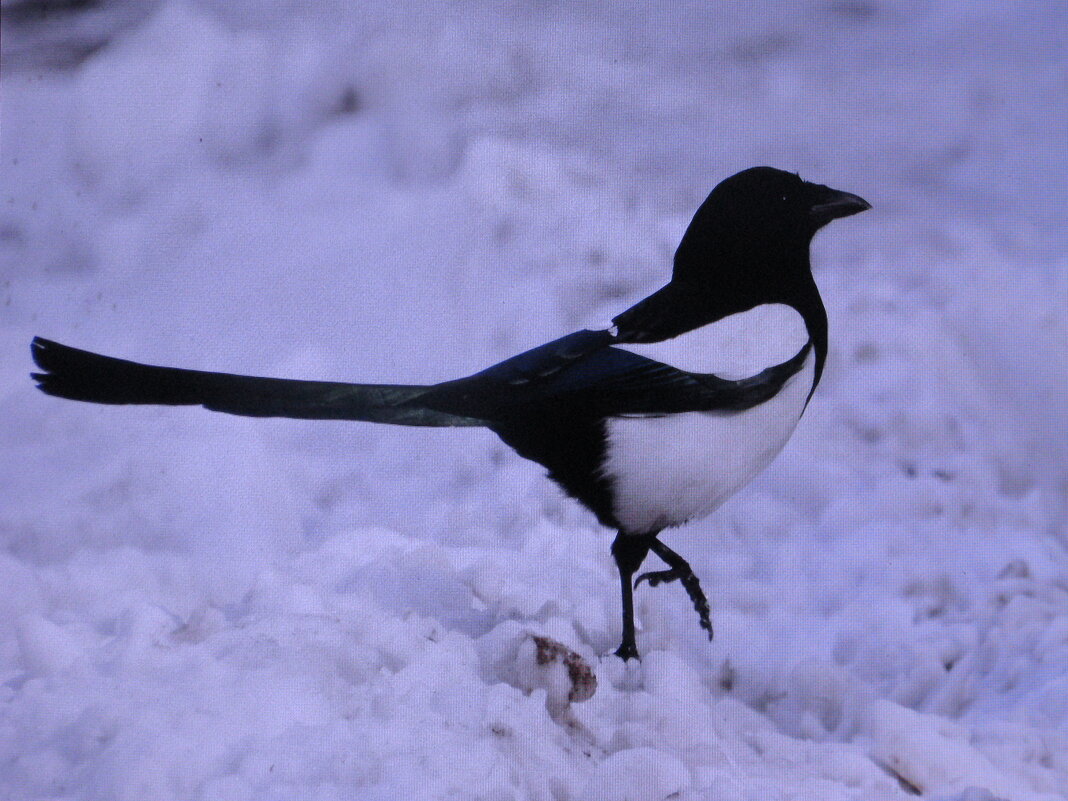 В поисках еды - Людмила Смородинская