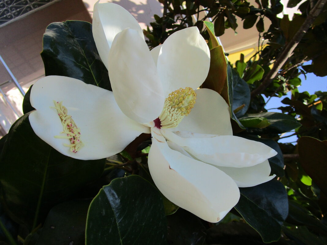 магнолия - Елена Шаламова