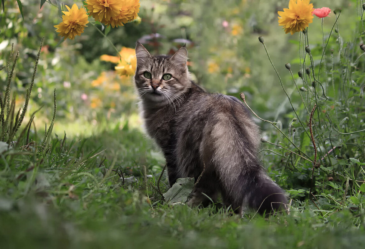Просто мимо прохожу... - елена беликова