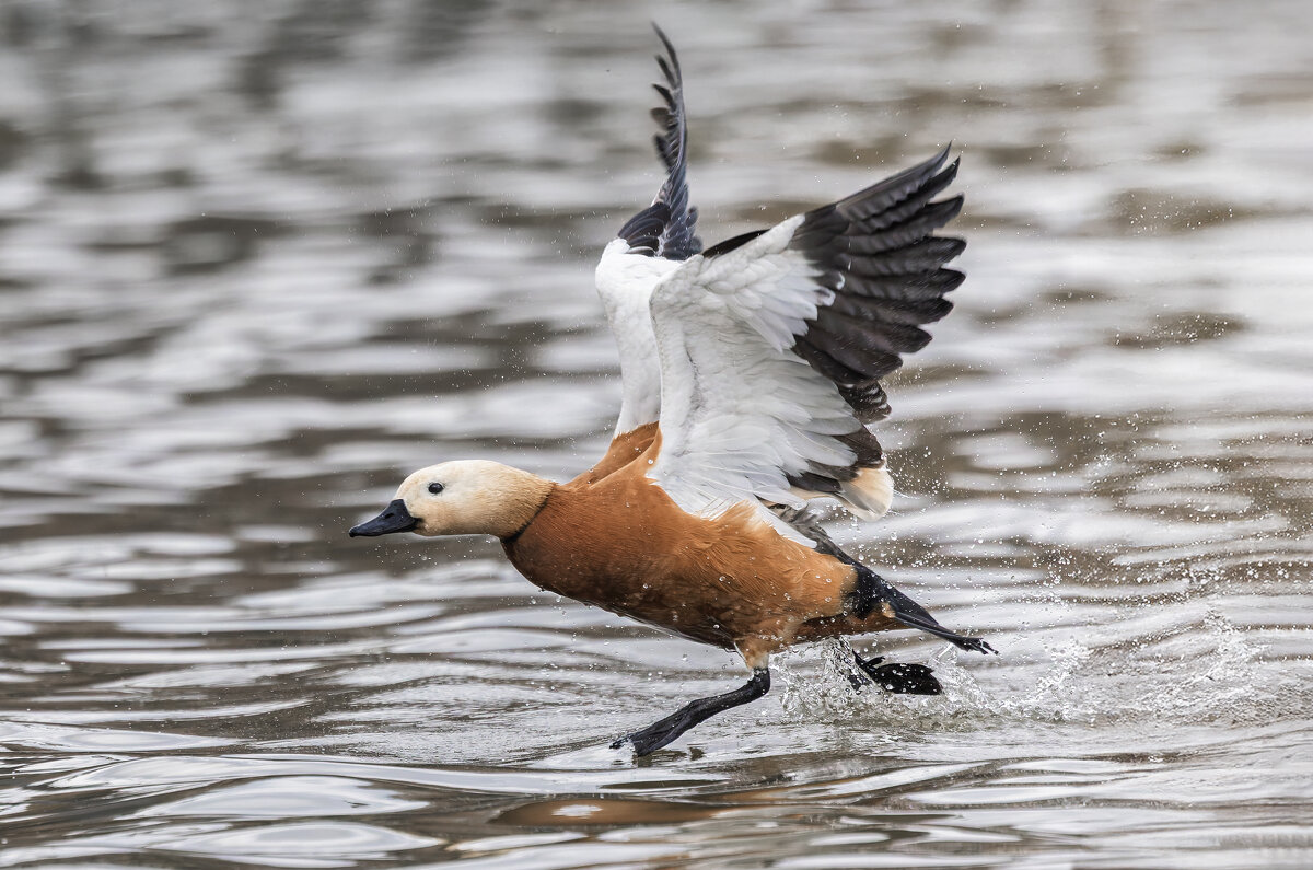 огарь в полете. - юрий макаров