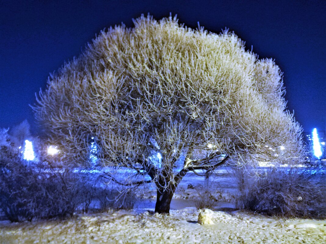 Зимнее дерево - Наталья Зимнее дерево - Наталья