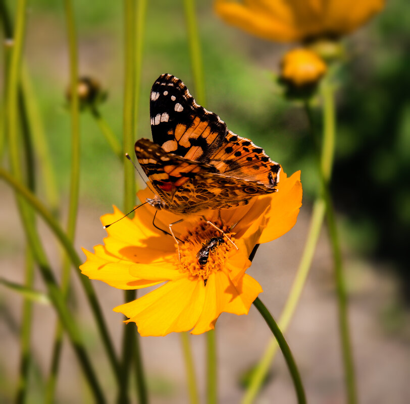 *** - Александр. AVG100 ---