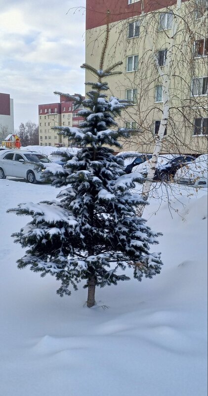 Ёлочка, снег на лапах - Андрей Макурин