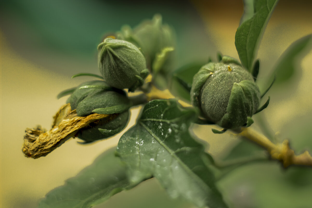 зарождение - Андрей C