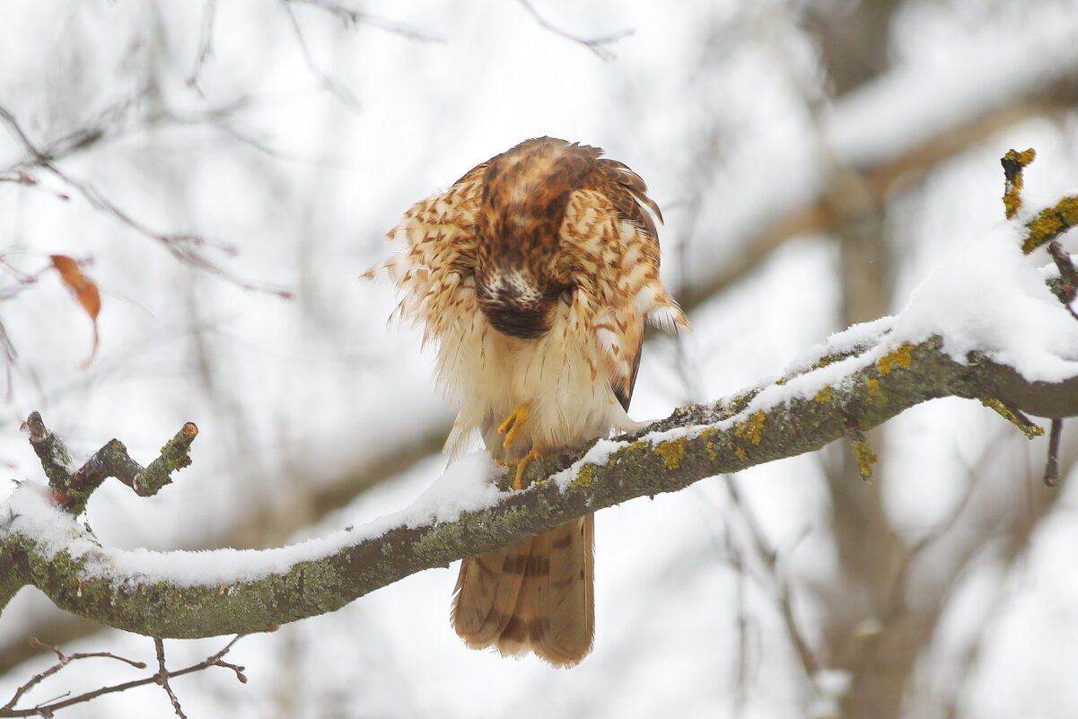 Спасибо за фотосессию, фотограф. - Татьяна Бравая