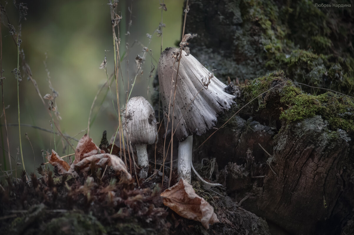 парочка - Любовь Нардина