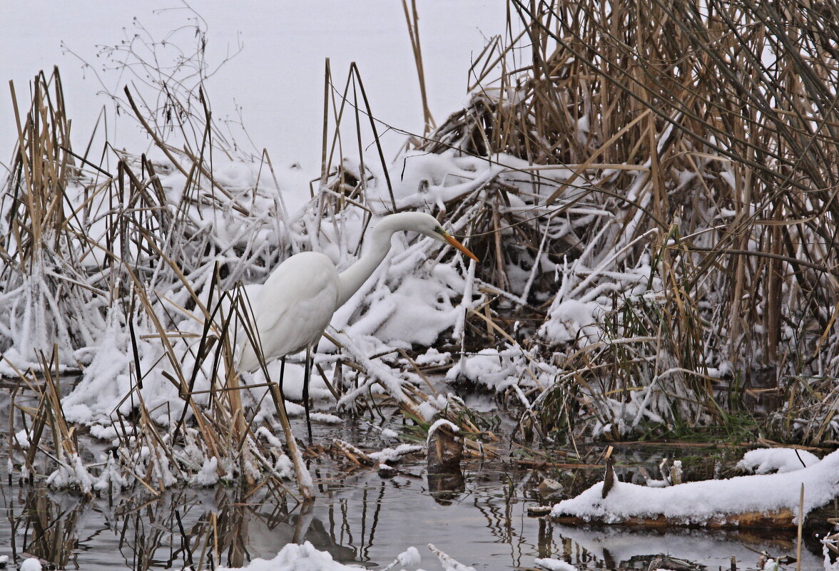 A Whiter Shade Of Pale ... - Александр Герасенков