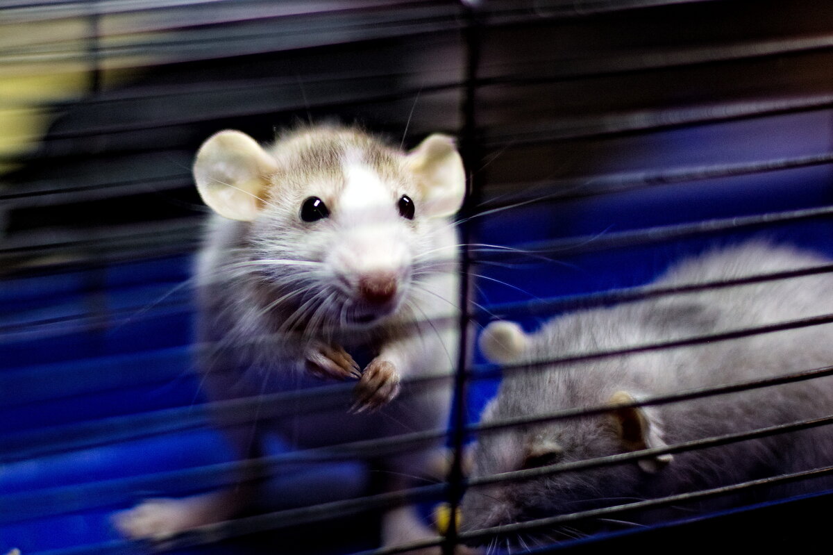 ушастая нелепость) - Артём 