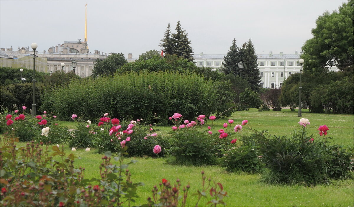 утро пионное - sv.kaschuk 