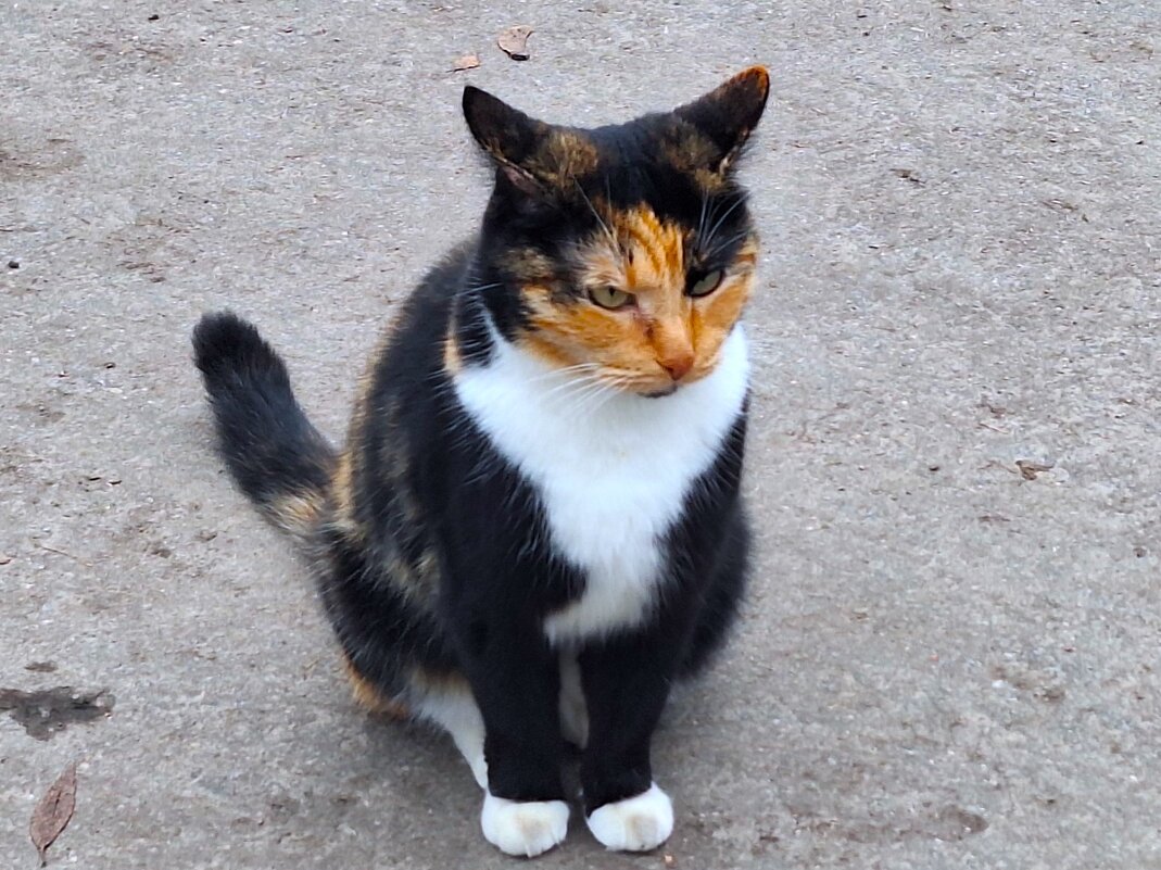 Кот - Наталья 