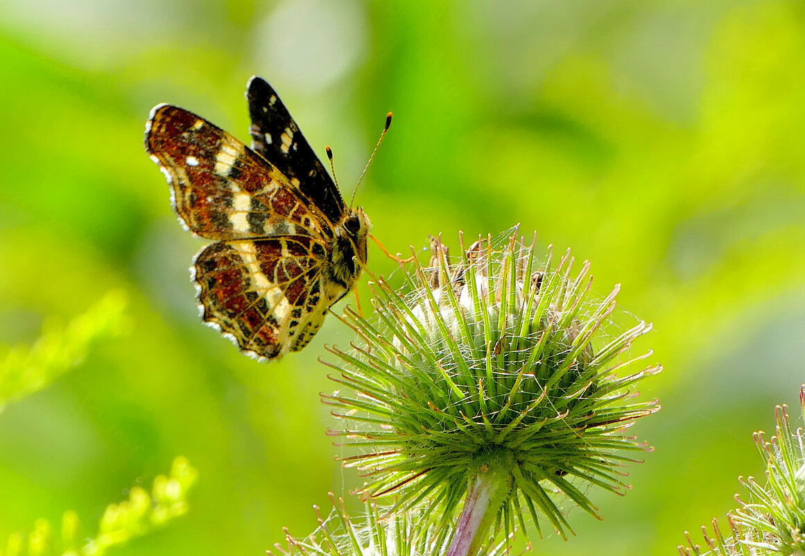 опять про бабочек...311 - Александр Прокудин