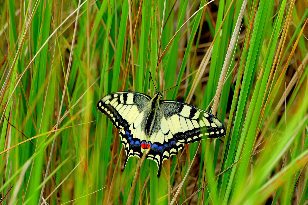 опять про бабочек...315 - Александр Прокудин