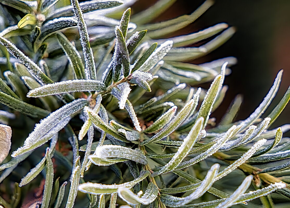 Изморозь - Sergey Grim Изморозь - Sergey Grim