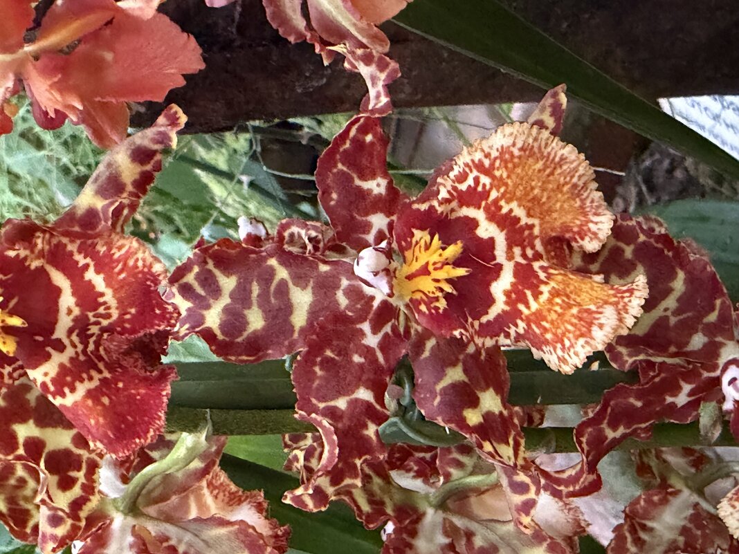 Орхидейки - Pippa 