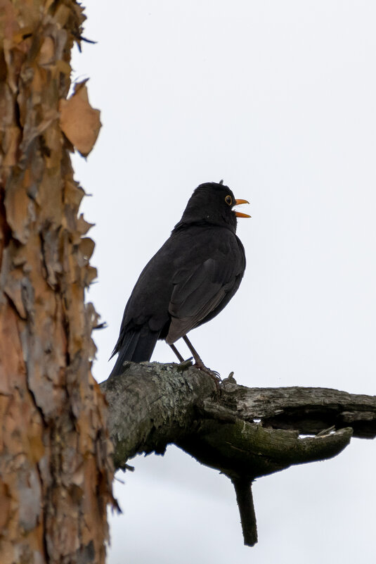 Черный дрозд - Владимир Лазарев