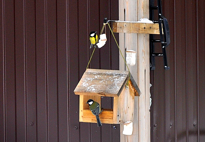 Синичкин обед - Елена 