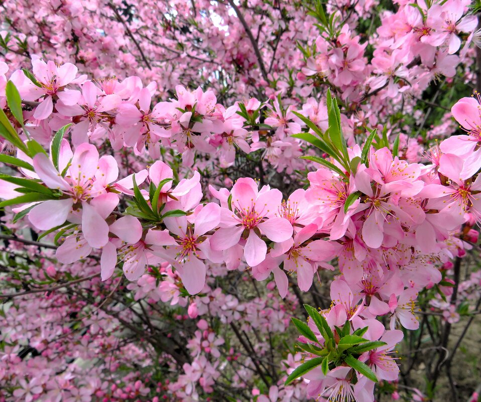 В ожидании весны - Лариса С.