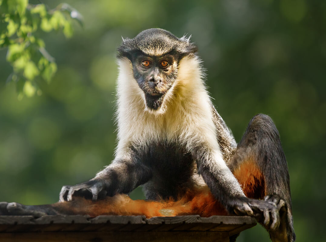 Мартышка диана - SanSan 