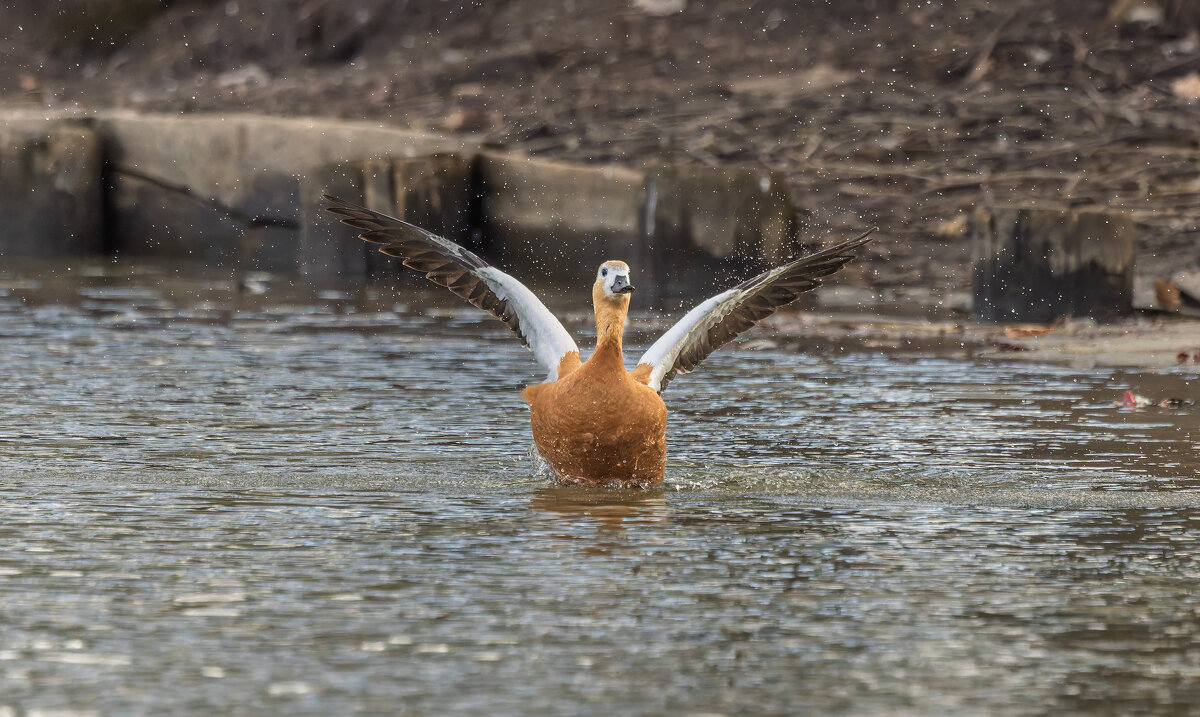 огарь в полете. - юрий макаров