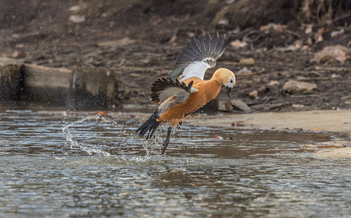 огарь в полете. - юрий макаров